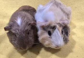 Rescue Guinea Pig Guinea Pigs for Adoption in New Kensington, Pennsylvania - Alice And Margaret | PetCurious